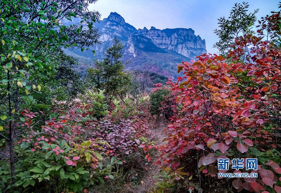 河南安陽林州太行山上紅葉盡染